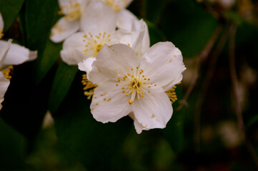 flores y plantas, en la naturaleza, españa, 