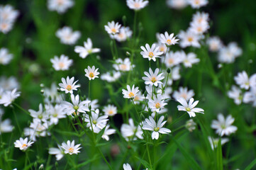 In the forest in the wild bloom Stellaria holostea