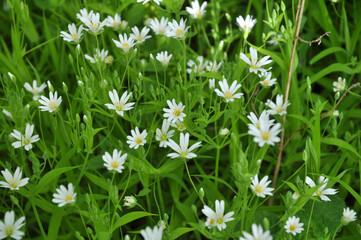 In the forest in the wild bloom Stellaria holostea