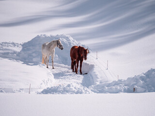 White and brown horse in the middle of a snowy winter landscape