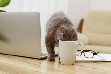 A gray kitten drinks from a mug while sitting at a table next to a laptop. A break during work....