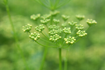 In the garden blooms parsley