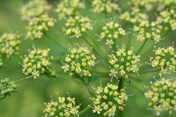 Obraz premium In the garden blooms parsley