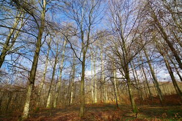 Fototapeta premium Wald 