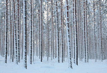 Pine forest after heavy snowfall