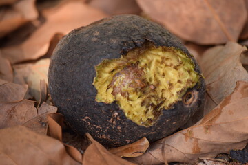 abacate comido