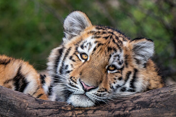 Fototapeta na wymiar Cute siberian tiger cub, Panthera tigris altaica