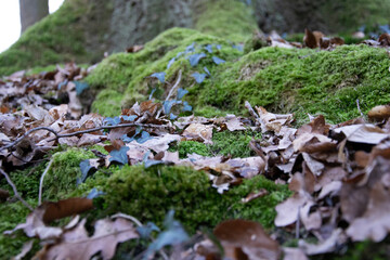 moss on the tree
