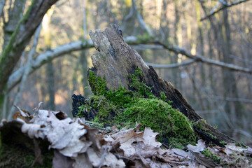 moss on tree trunk