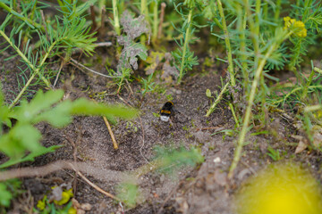 Hummel im Garten