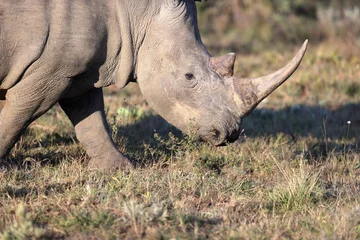 Foto op Aluminium A closeup shot of a white rhino in a reserve in Kapama, South African © Antwerp Lion/Wirestock