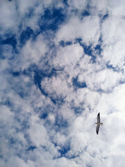 seagull in flight