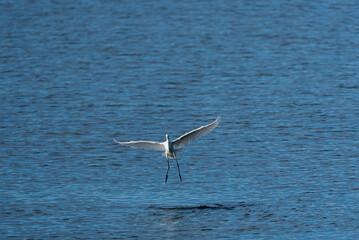 着水まじかの白鷺