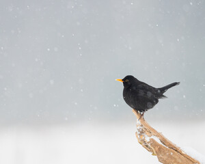 Ptak w śniegu
