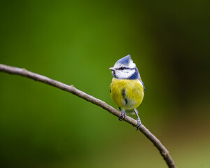 blue tit