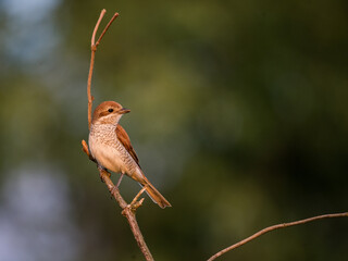 Bird on tree