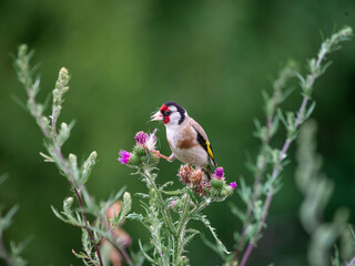 Bird on flower © Dominik