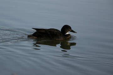 duck on the water