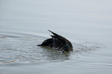 Obraz premium black dog swimming