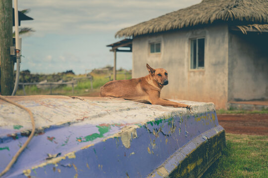 Ein Hund liegt auf dem Rumpf eines bunten Fischerbootes im Hafen von Hanga Roa auf Rapa Nui vor einer kleinen Fischerh&uuml;tte, Osterinsel