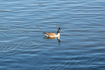 country goose swimming