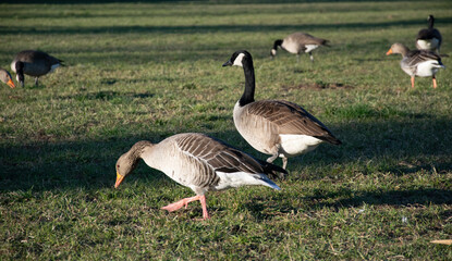 country goose on the grass