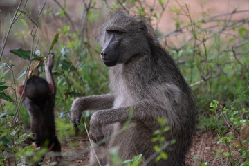 Portrait of chacma baboon