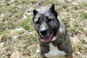 A large cane corso hybrid dog. He has copied ears and looks menacing, but is very gentle, like most...