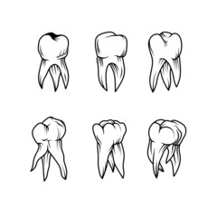 
Illustration of a set of teeth. Line art teeth. human teeth.