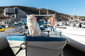 Cute funny white street skipper cat enjoy warm summer sun light sitting on vintage wooden sailing...