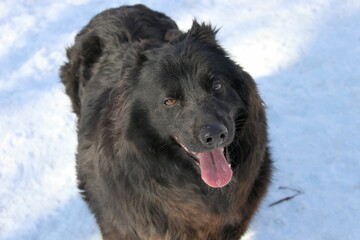 Portrait of a black long haired fat dog against a background of snow. The dog is big and fluffy and...