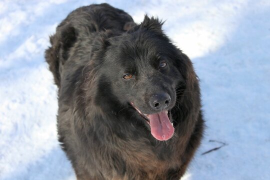 Portrait of a black long haired fat dog against a background of snow. The dog is big and fluffy and looks like a bear. 