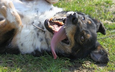 A very happy dog lies on the grass on his back. The dog is three-coloured, has an open mouth and is yawning (it has a long tongue). He really likes it when you stroke his belly.