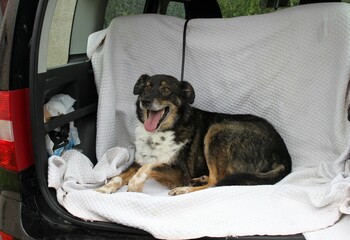 A dog lies in the trunk of a car on a white blanket. He is happy and ready to go. He really enjoys family outings.