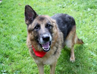 Portrait of an old German Shepherd dog without one ear (after ear amputation). A happy dog. He has a red bandanna around his neck.