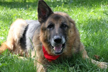 Portrait of an old German Shepherd dog without one ear (after ear amputation). A happy dog lies in the grass. He has a red bandanna around his neck.