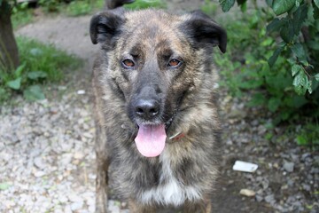 A large brindle dog that looks menacing. He has beautiful brown eyes. Some greenery and small pebbles in the background.