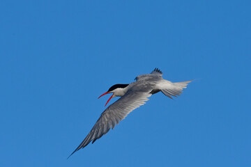 Sandwich Tern in flight, Patagonia Argentina.