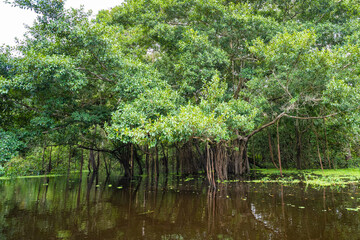 Fototapeta na wymiar Typical landscape of the Amazon, Amazon Rainforest, Colombia