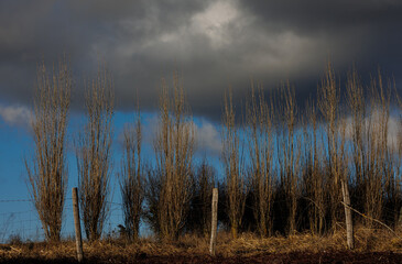Fototapeta premium Landscape with trees and clouds