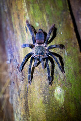 a tarantula spider on a tree trunk, Amazon rainforest, Peru