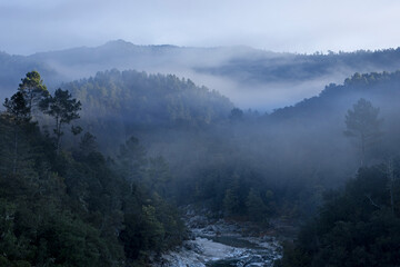Rivière de montagne au creux d'une vallée sauvage et boisée dans la brume matinal en hiver. 