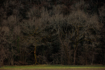 winter tree panorama in Forest