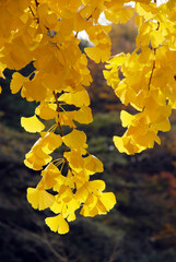 イチョウの黄葉