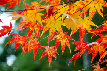 モミジ　葉模様