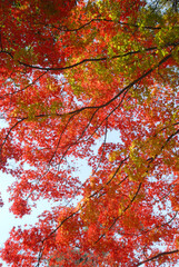 紅葉のカーテン