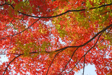 紅葉のカーテン