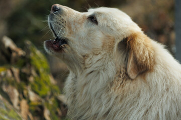 Portrait of dog golden retriever