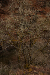 old tree in wintertime colors