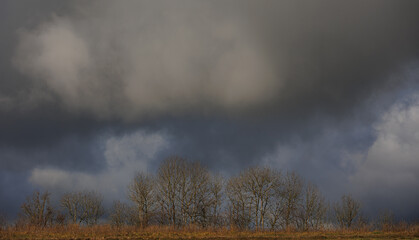 Panorama of landscape with trees and clouds